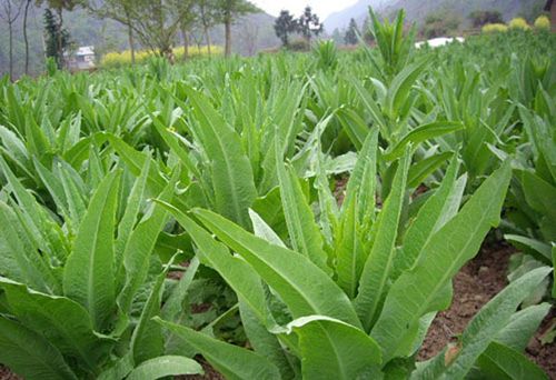 干苔菜的营养成分苔条条浒苔的营养成分