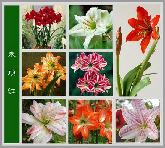 常见花卉图片及名称100种花名图册珍藏起来慢慢看