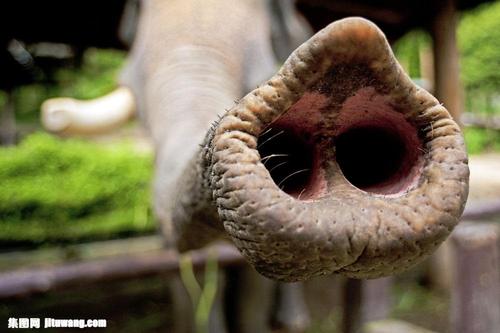 大象鼻子图片素材下载图片id665023-陆地动物-图片素材