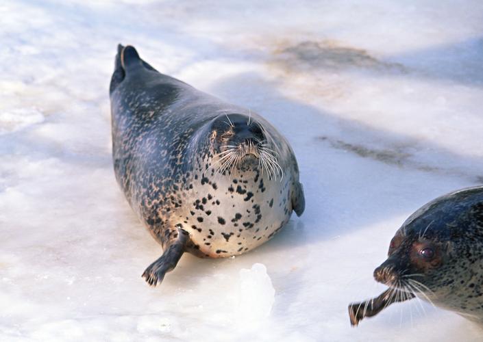 海豹图片北极动物海豹