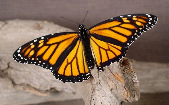 色彩斑斓的蝴蝶高清动物摄影图片分享