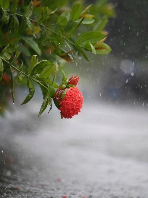 雨中绣球花