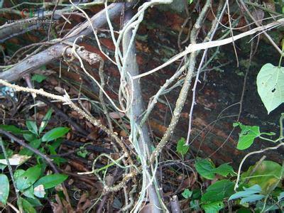 春根藤本品为茜草科九节属穿根藤为防己科植物中华青牛胆的茎它的