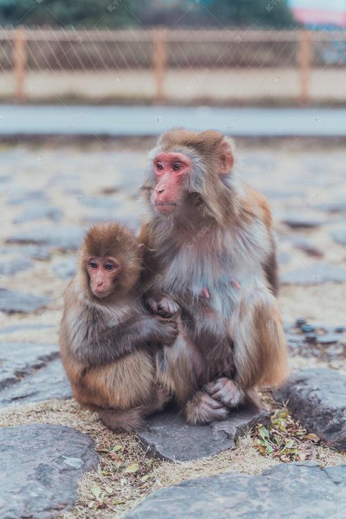 野生动物景点猴子母猴小猴依偎摄影图配图