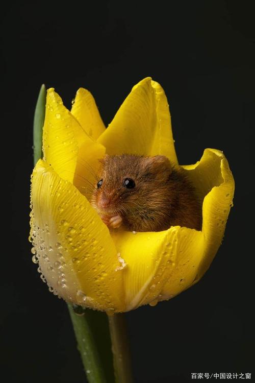 小老鼠在郁金香中嬉戏的可爱照片瞬间治愈你的心