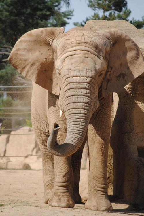 大象动物园灰尘动物一种动物野生动物在野外的动物