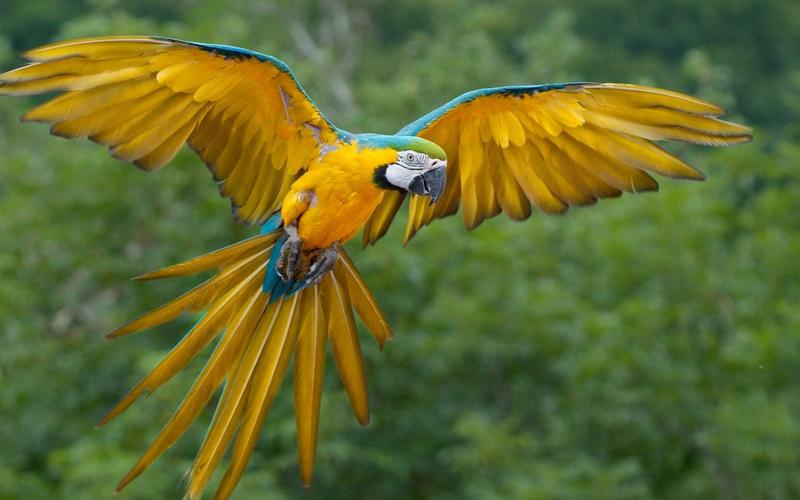 自然动物金刚鹦鹉鸟类鹦鹉macawsbirdsanimalsparrot壁纸图