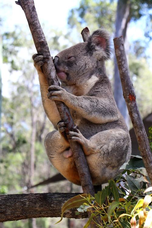 澳大利亚国宝考拉在桉树上暖洋洋睡着了一天中差不多要睡近20个