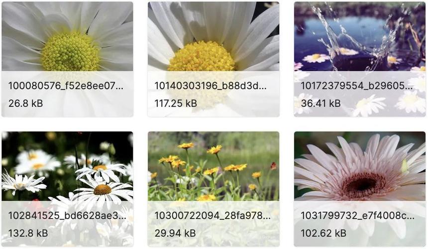 花卉数据集