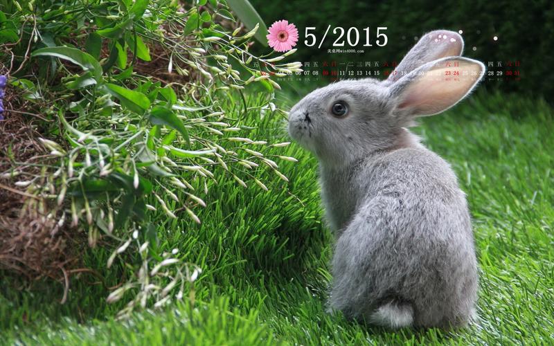 日历壁纸精选在草地上玩耍的可爱动物兔子图片下载