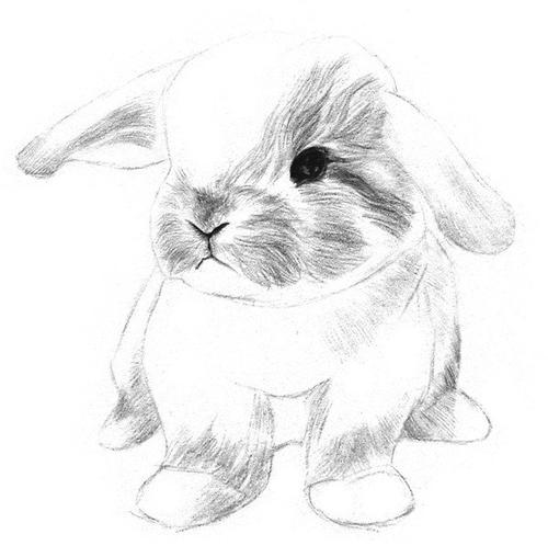 素描动物入门素描小兔子的绘画步骤3