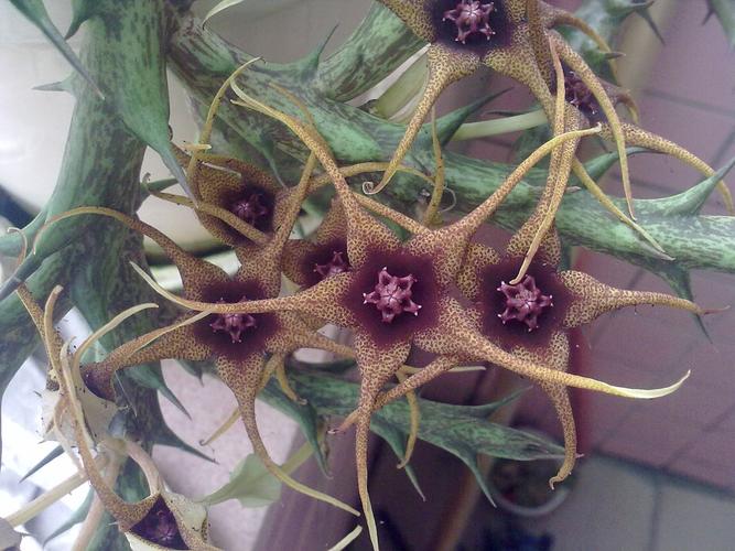 谁知道这是什么植物开花有点臭有点像豹皮花但感觉又有些不一样