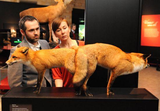 英国举办展览揭秘动物王国奇特性行为组图