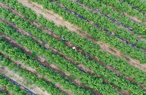 7月10日游客在河北省滦州市东安各庄镇三山院村蓝莓种植田内采摘.