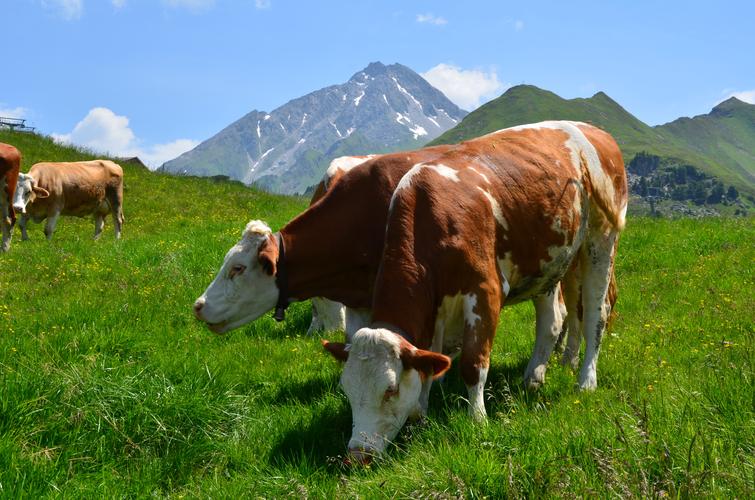 家畜牛奶牛动物草地上的奶牛图片