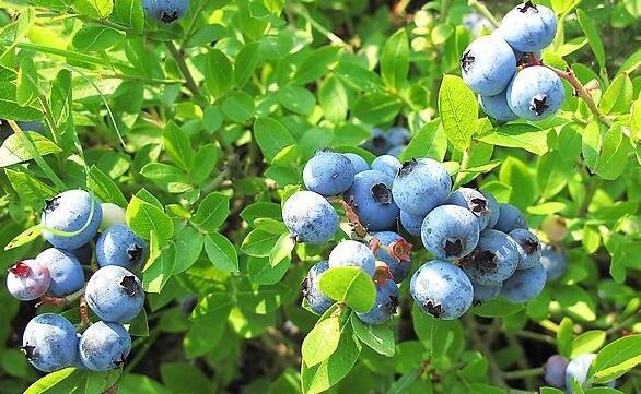 安徽砀山适合种植蓝莓吗