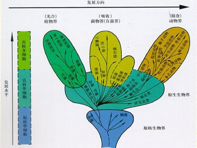 植物分类的基础知识ppt
