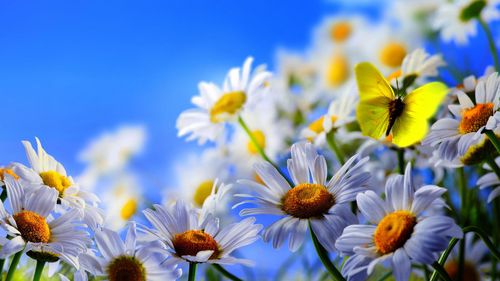 白菊花的花朵黄色的蝴蝶蓝天