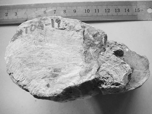 中国科学报银杏木化石背后的故事