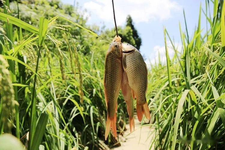农户捉鱼的方式很奇特剑河当地群众历来有养殖稻花鲤的习惯稻花鲤