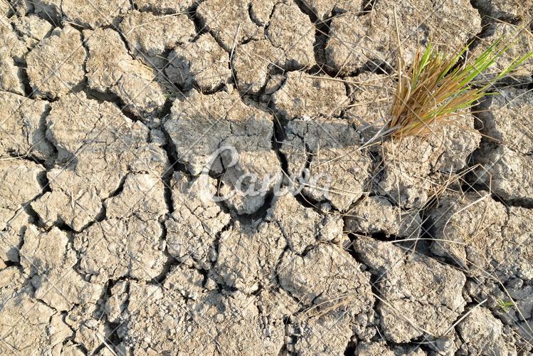 天气植物沙漠树纹理泥土自然灾害干旱自然粘土