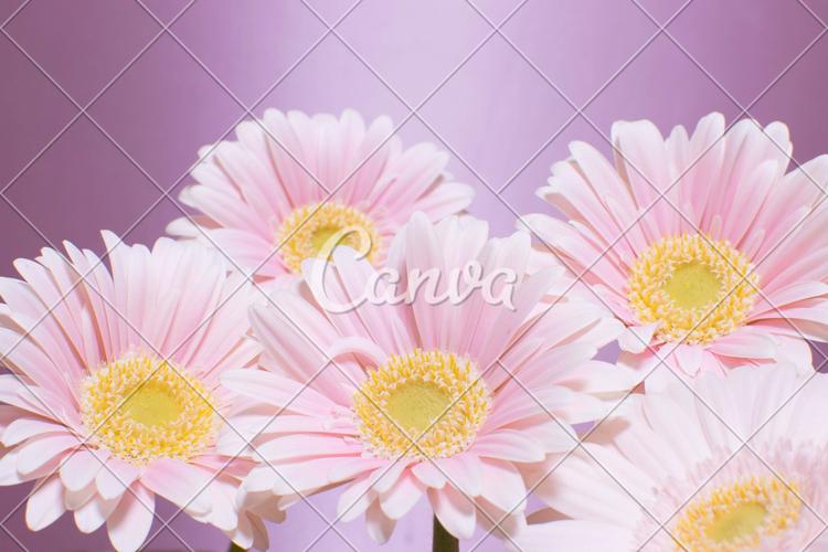 简单植物礼物白色粉色花春天雏菊可爱的自然美