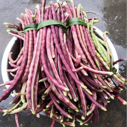 新鲜蔬菜农民种植红豆角紫红色紫长豆角豇豆秋豆角紫豆角紫红豆角