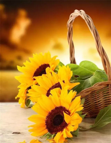 唯美向日葵亮丽黄色让心情变美高清手机壁纸