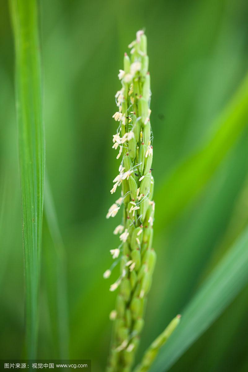 夏季水稻花