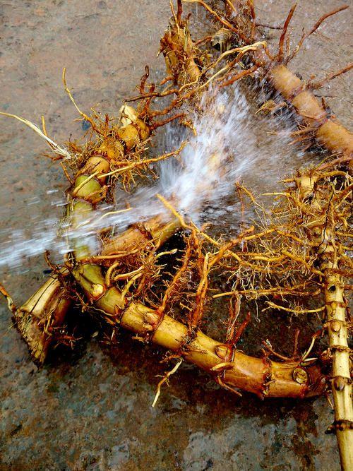 竹子根系生长过快破坏农田如何灭掉竹子根