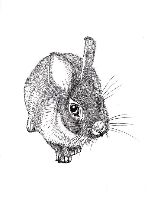 黑白动物线描灰兔