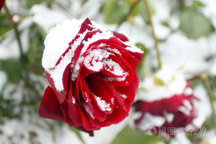 冬天花园里覆盖着雪的红玫瑰