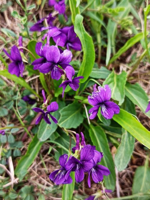 春天常见野花紫花地丁和白花地丁