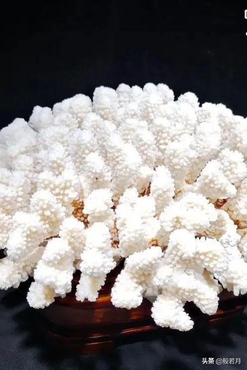金珊瑚功效清单珊瑚的药用功效与作用超全的珊瑚小百科请查收