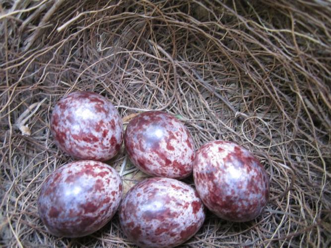 p麻雀蛋又名雀蛋为文鸟科动物麻雀的蛋麻雀蛋是麻雀的卵.