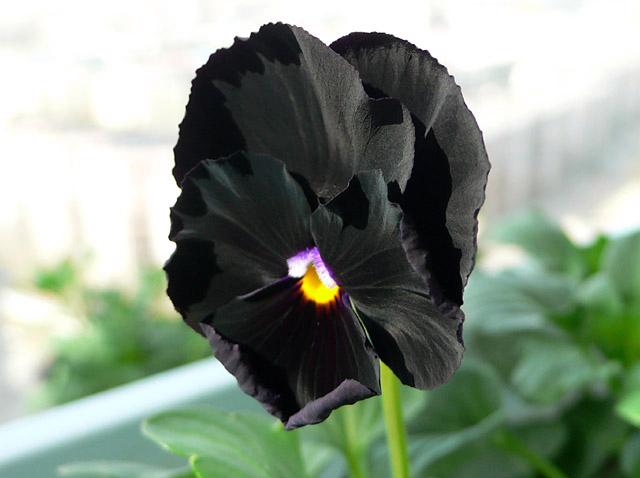 花的世界里也有黑色的花朵像黑牡丹墨菊等.