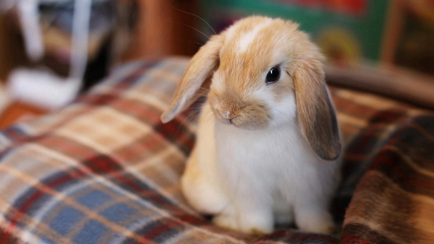 清新可爱兔子宽屏壁纸超可爱的小兔子动物壁纸精品库