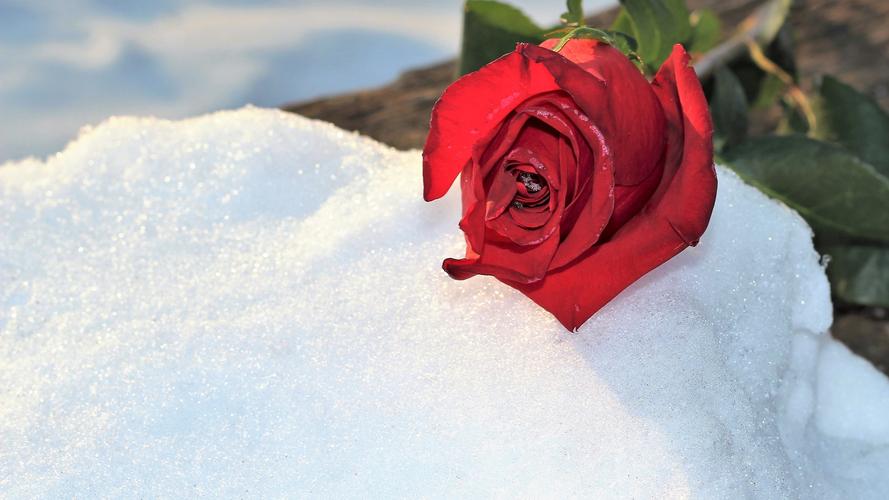 下雪冬天玫瑰花瓣花朵爱情浪漫花卉鲜花红玫瑰花代表爱情