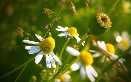 自然风景艺术设计摄影宏植物花卉白色的花朵雏菊landscapenaturemacro
