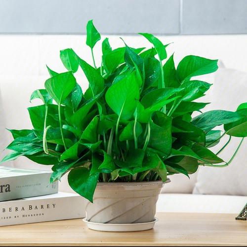 绿萝吸水盆绿箩吸甲醛净化空气好养室内植物