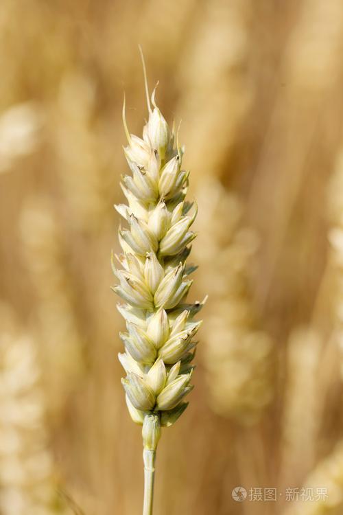 成熟的小麦的穗状花序的细节