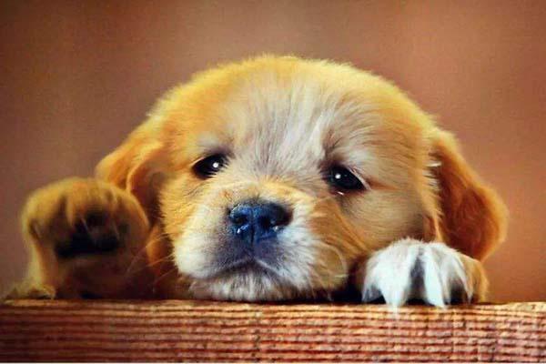 狗狗其实也会哭但不是因为伤心而是因为这些原因
