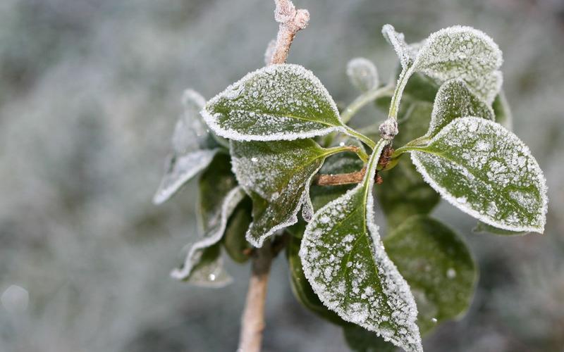 冬季植物图片