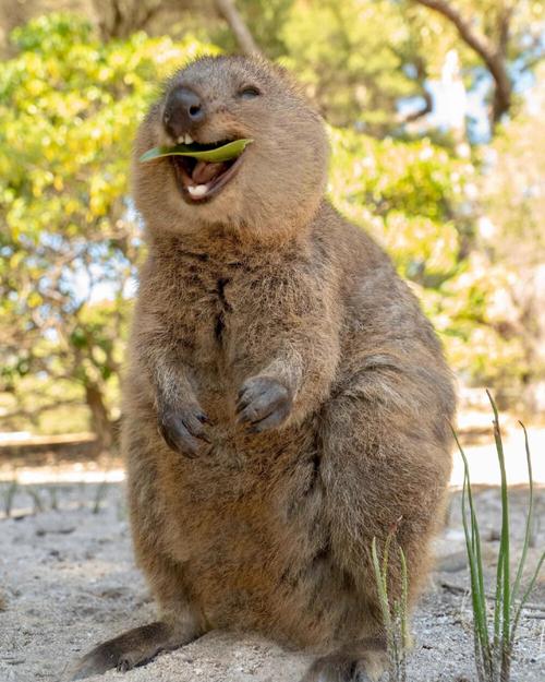 短尾矮袋鼠是澳洲的一个濒危物种应该是世界上最开心的动物了吧