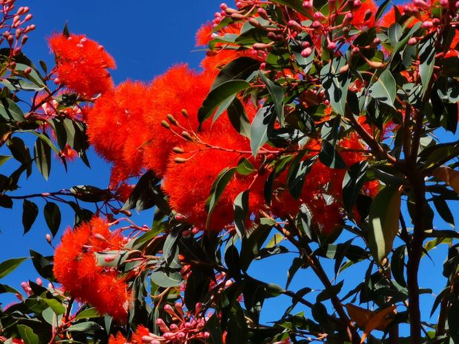 在澳大利亚游玩期间所见到的南半球的特有花卉与澳大利亚植物安树是