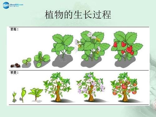 植物的生长过程