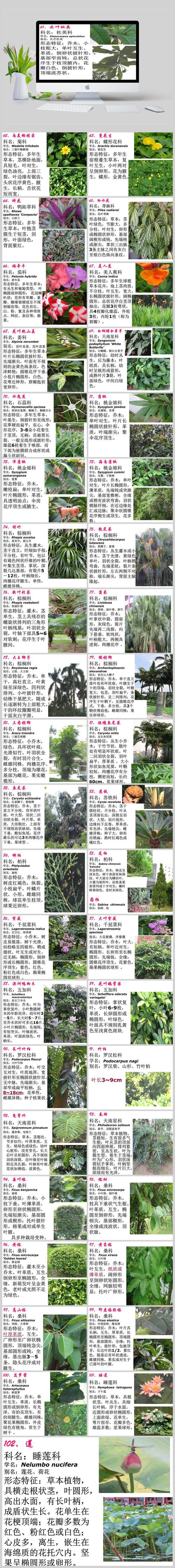 常见园林植物61到100种岭南