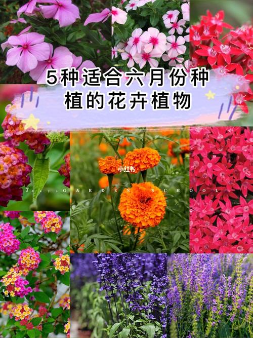 5种适合六月份种植的花卉植物