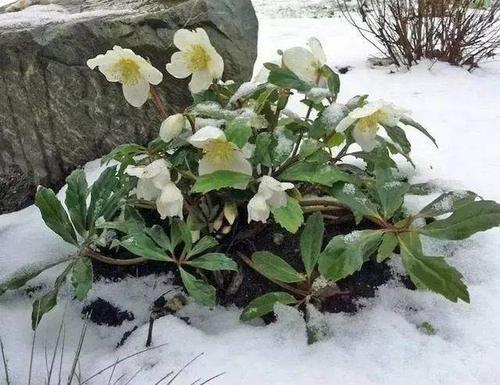 12种在零下依然冻不死又容易开花的植物给冬天增彩