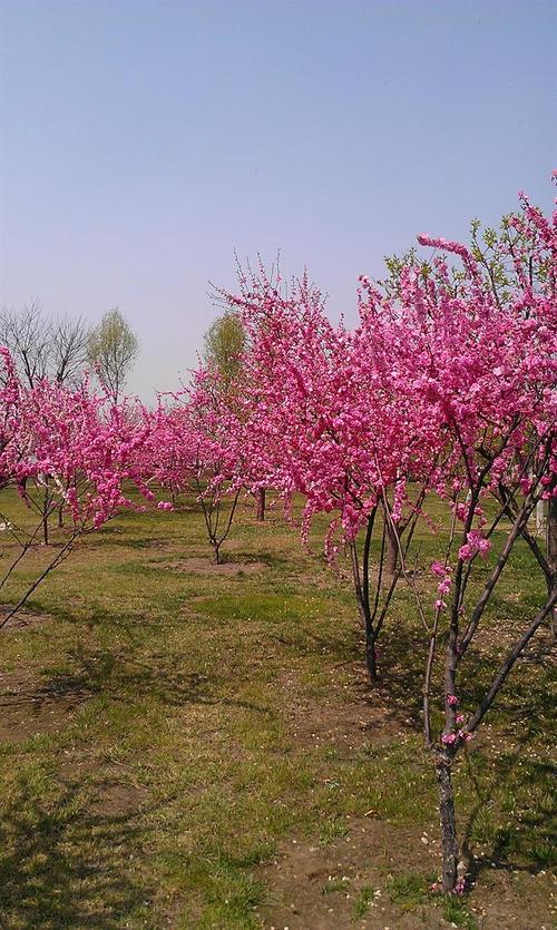 桃花美景太美了感受春天的魅力